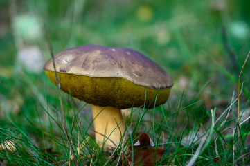 Forest mushrooms growing in Kempen forest, North Brabant, Netherlands