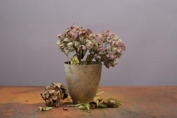 Gartenhortensien im November