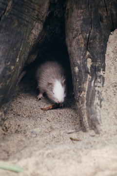 Flussratte Tierpark Greifswald