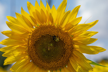 An image from a beutiful summer field full of bright yellow and green sunflowers