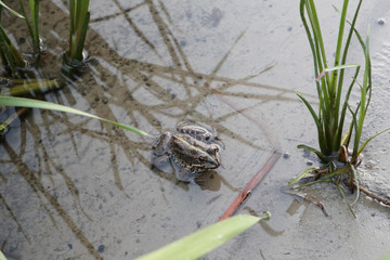 Frog sitting on the river banch close-up wild biology fauna nature photo