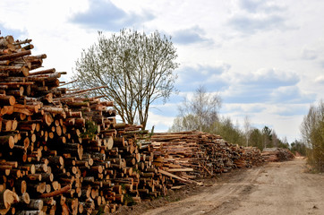 Logs stacked on logging and woodworking industry. A stock pile of timber, chopped down trees....