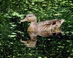 Raster watercolor realistic illustration of a pond with ducks and wetland inhabitants. Biological and botanical image, design element, picture for children and adult books.