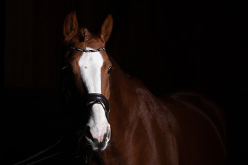 Horse head photographed in front of a black background and slit from one side..