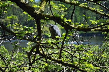 Gray heron on a tree branch...