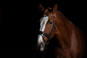 Obraz premium Horse head photographed in front of a black background and slit from one side..