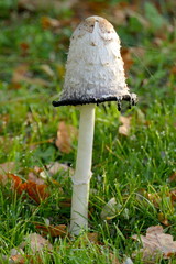 Schopf-Tintlinge Speisepilz