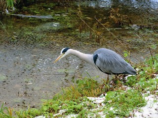 Winter fishing gray heron ...