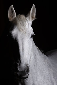 Horse head: Hình ảnh đầu ngựa sẽ khiến bạn cảm thấy như đang đứng trên ngựa và thực sự đón nhận tinh thần tự do và mạnh mẽ của chúng. Hãy đắm mình trong cảm giác khám phá thế giới của động vật vô cùng ấn tượng này! 