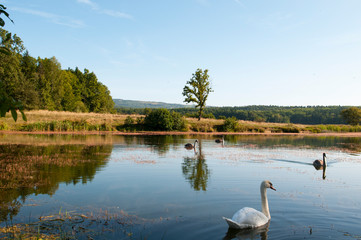 Fototapeta na wymiar white swans with small swans on the lake