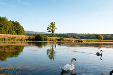 Fototapeta na wymiar white swans with small swans on the lake