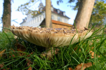 Pilze auf Wiese Herbst