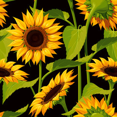 Seamless vector pattern of realistic sunflower flowers on a black background, with stems and leaves.