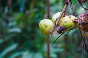 duea ching, fruit from southern Thailand
