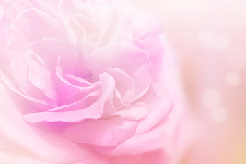 soft pink rose flower background for valentine card 