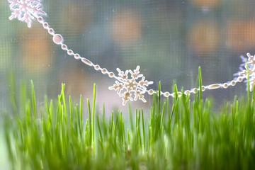 Traditional Christmas wheat growing by the window. Snowflake decoration in the background. Selective focus. 