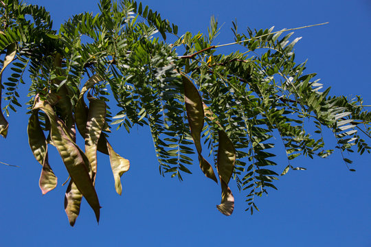 Gleditschie with legumes in the sunshine and blue sky in the background
