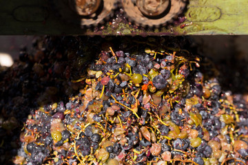 Wine making. Grinding grapes in a special juicer. Harvest home. Technology of wine production in Moldova. The folk tradition of making wine.