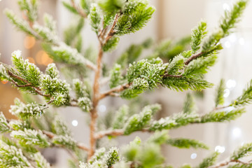 Christmas lights on a tree, christmas tree branch