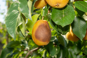 Sick pear tree in the garden. Rotten yellow pear fruit close-up macro