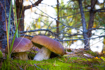 nice two mushrooms in moss