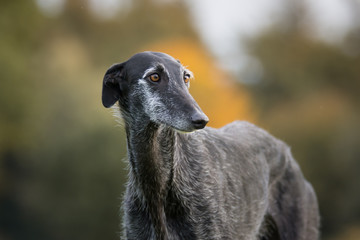 Portrait eines schwarzen Galgo Espanol