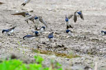 Obraz premium Mehlschwalben beim Nestbau