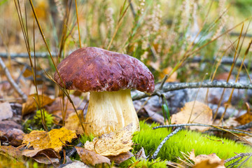 pine boletus edulis mushroom in moss