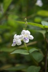 Little white flowers in green grasses 