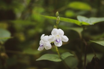 Little white flowers in green grasses 