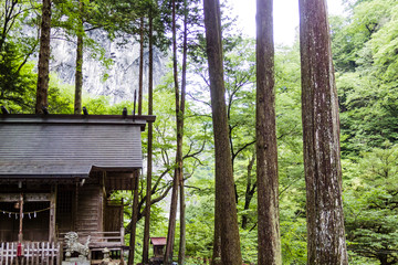 Old Shrine in the Forest