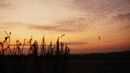 silhouette of grass by the road against the sunset sky