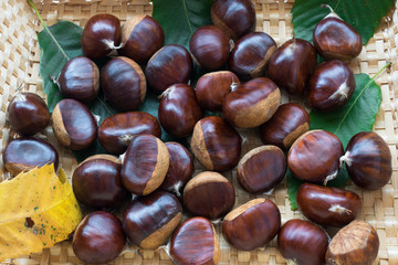 chestnuts inside a wicker basket with tree leaves
