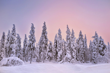 winterlandscape with trees, snow and a beautiful colorful sky