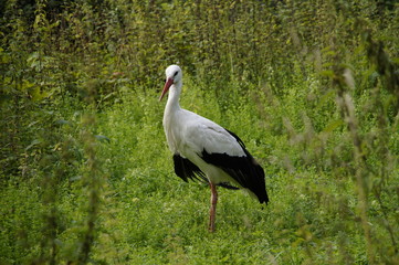 Fototapeta premium Storch