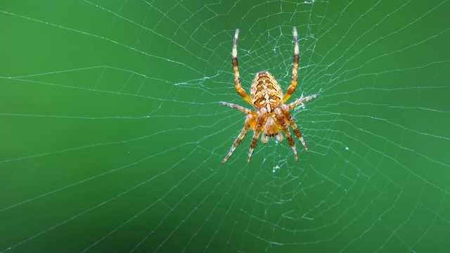 Spider in its web on breeze - (4K)