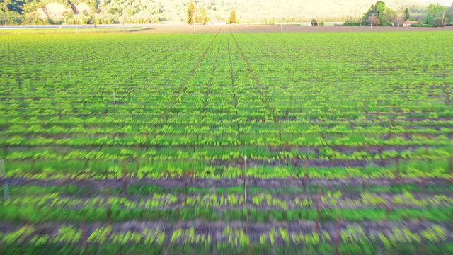 Idyllic green vineyard against mountains during sunset, scenic view of plants at farm - Napa Valley, California