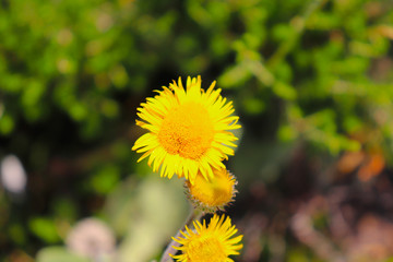 Closeup dandelion from the nature