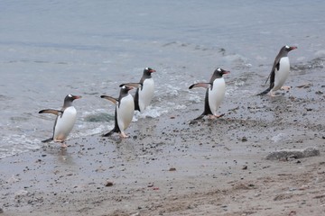 manchots papou antarctique