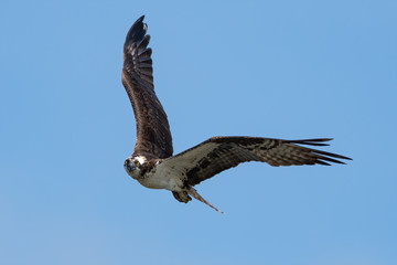 Osprey in flight against blue sky.
