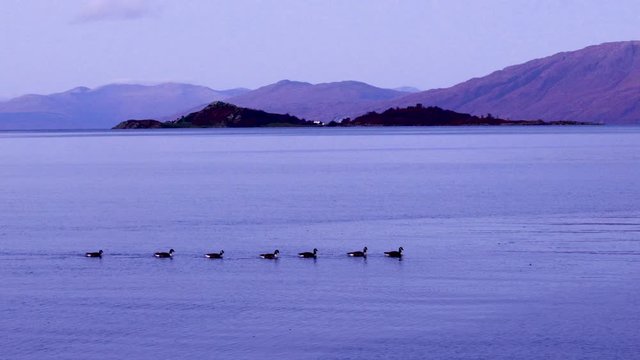 Canada Geese on a sea loch in the argyll region of the highlands of scotland near fort william and duror on loch linnhe