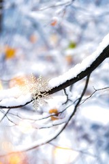 Christmas snowflake on the snowy branch.