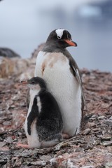 Naklejka premium manchot et son poussin