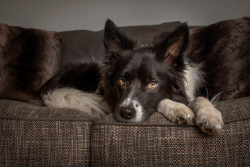 Adorable border collie rests on sofa in living room