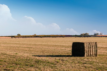 Hayfield with bales ready to be picked up and stacked