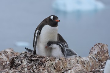 Obraz premium manchot papou et son petit