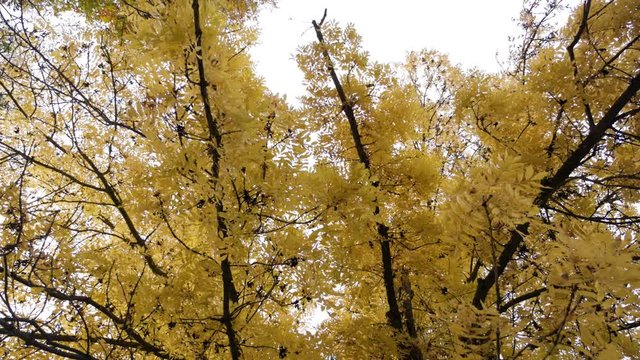 Beautiful yellow autumn tree. Autumn colorful park. Golden autumn forest with sun shining.