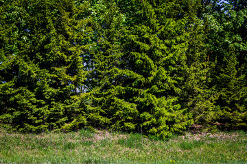 Green plant background