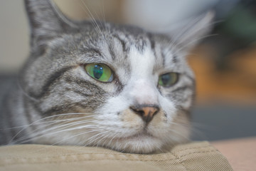 cat