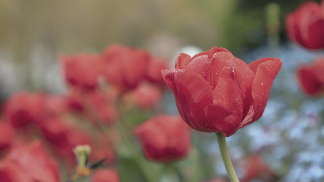 Rosa roja en primer plano en un parque de Londres. De fondo, bokeh de rosas.